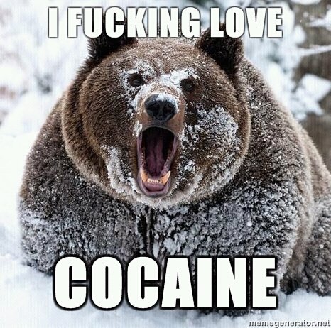 [Image: bear-cocaine.jpg]