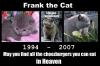 Frank the cheezburger cat