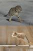 Two legged cats