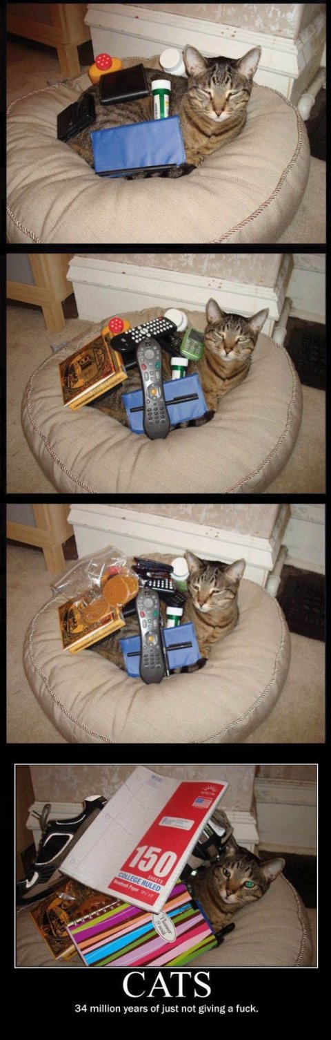 Evolution of Cats