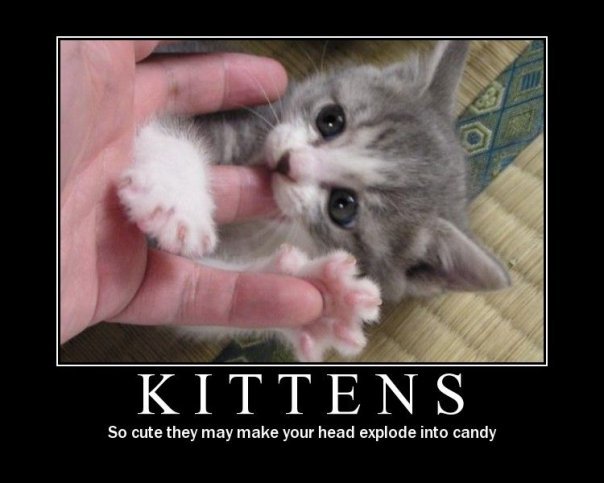 Kittens
