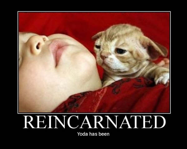 Reincarnated