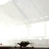 Elephant Trampoline