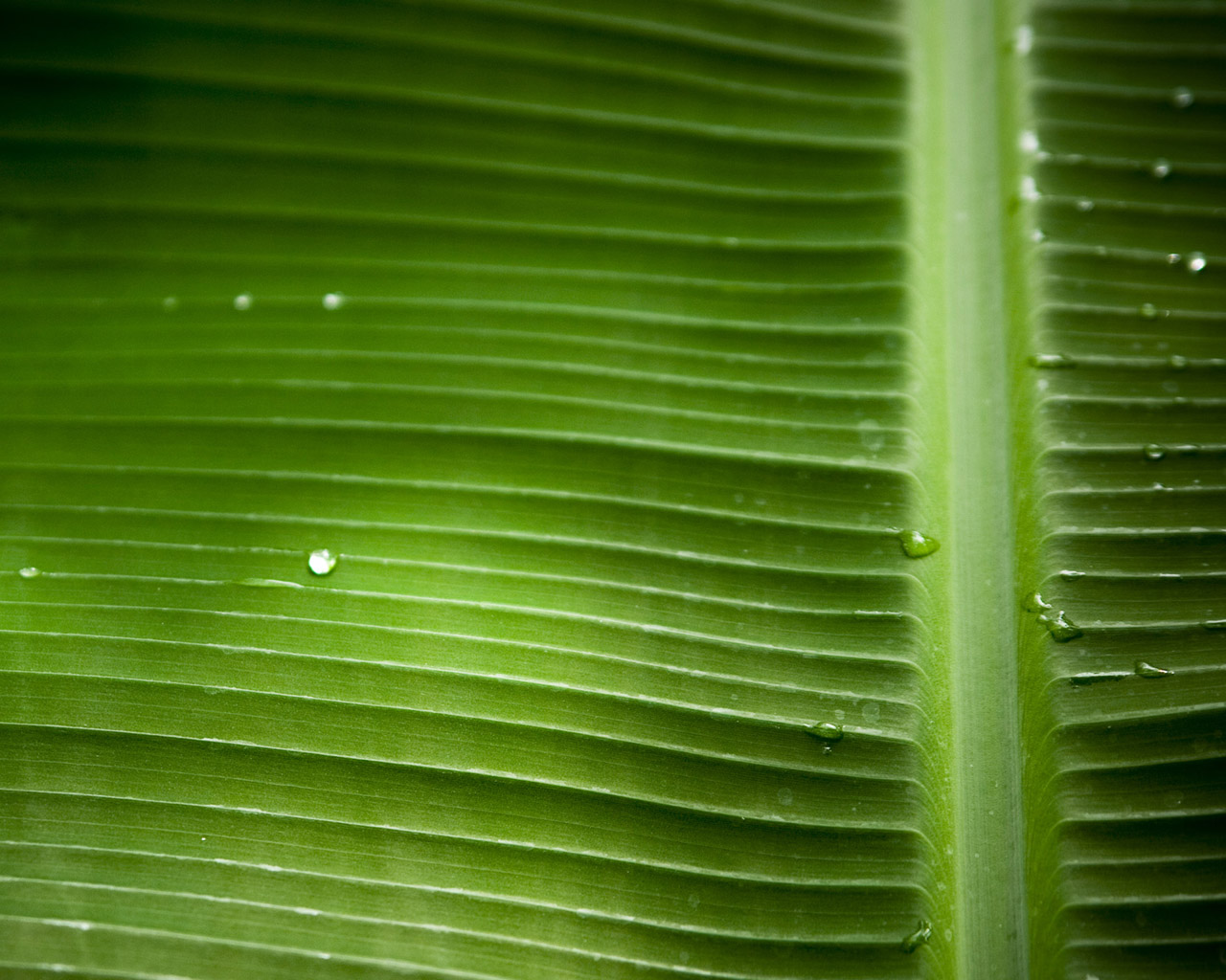 Palm 1280x1024