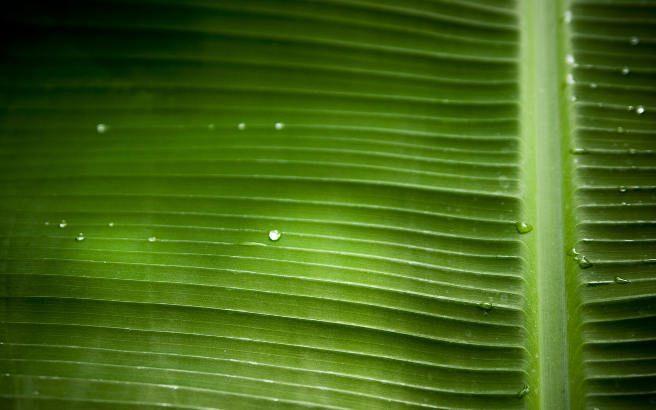 Palm 1280x800