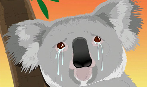 Crying Koala