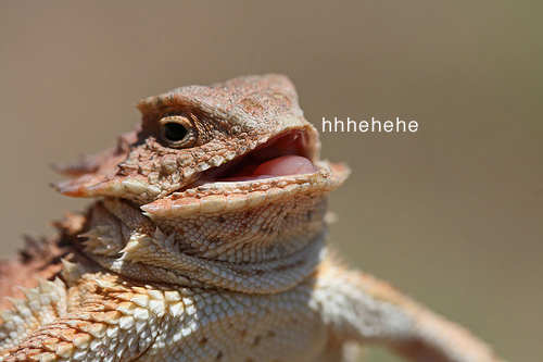 Lizard Heh