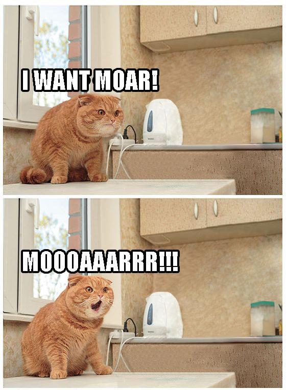 lolcat moar