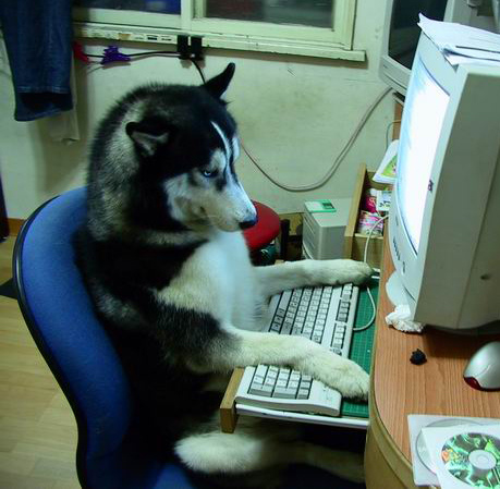 Unimpressed Husky