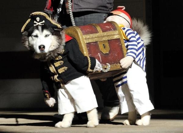 Pirate Dog