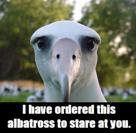 Albatross Stare