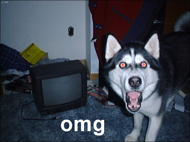 OMG husky