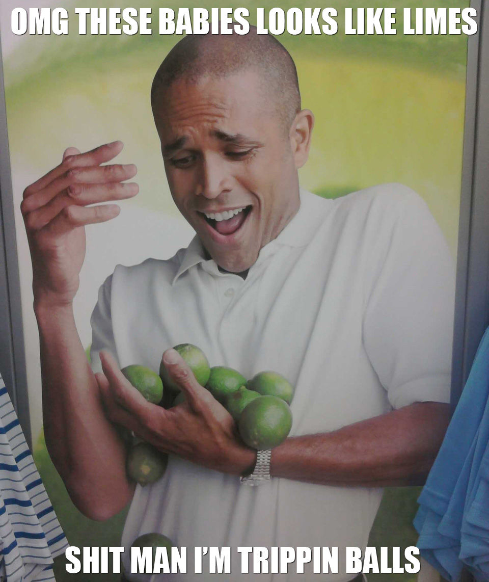 Baby limes