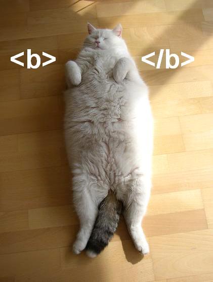 Bold cat