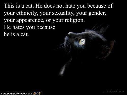 This is a cat