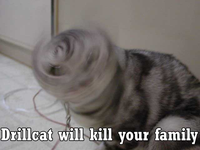 Drill Cat