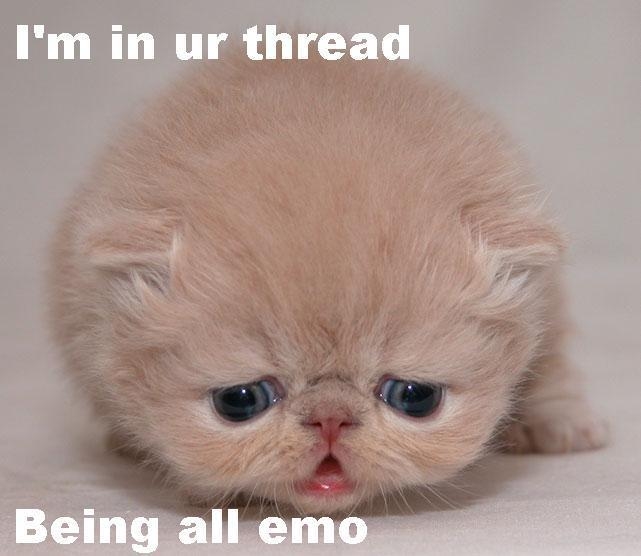 Emo kitty