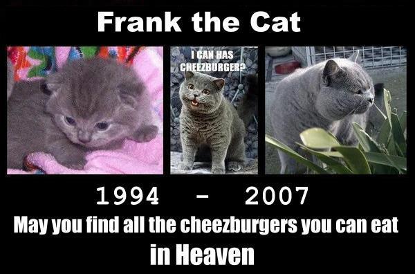 Frank the cheezburger cat