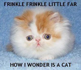 Frinkle