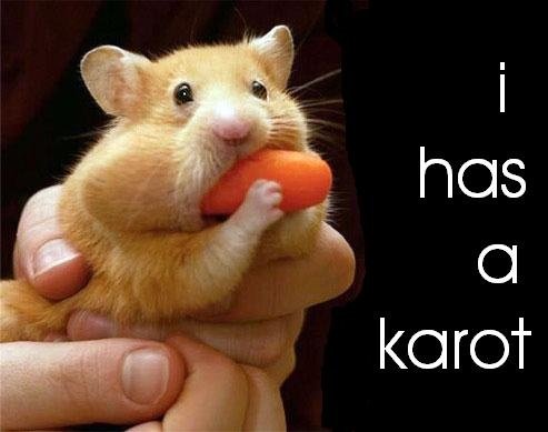 I has a karot