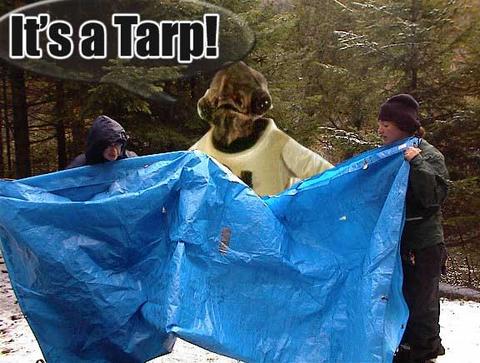 Tarp