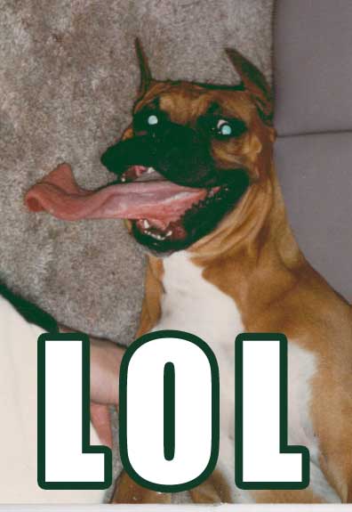Lol dog