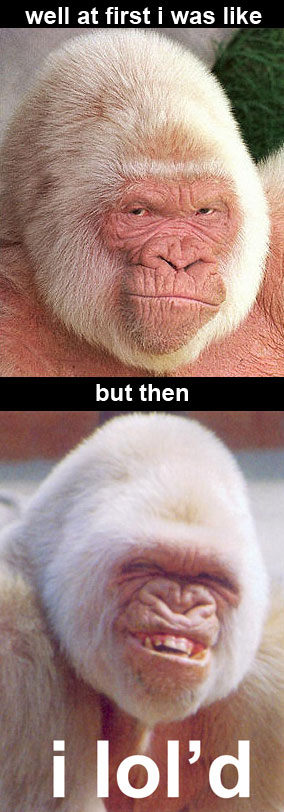 Monkey lol