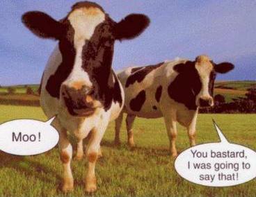 Moo