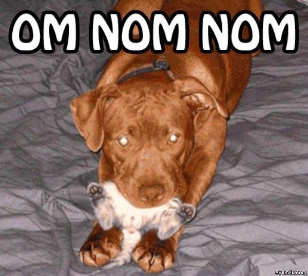 Om nom nom cat