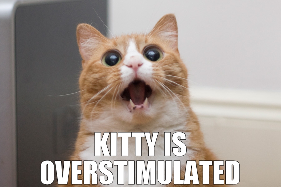 Kitty is overstimulated