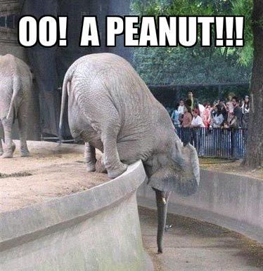 Peanut