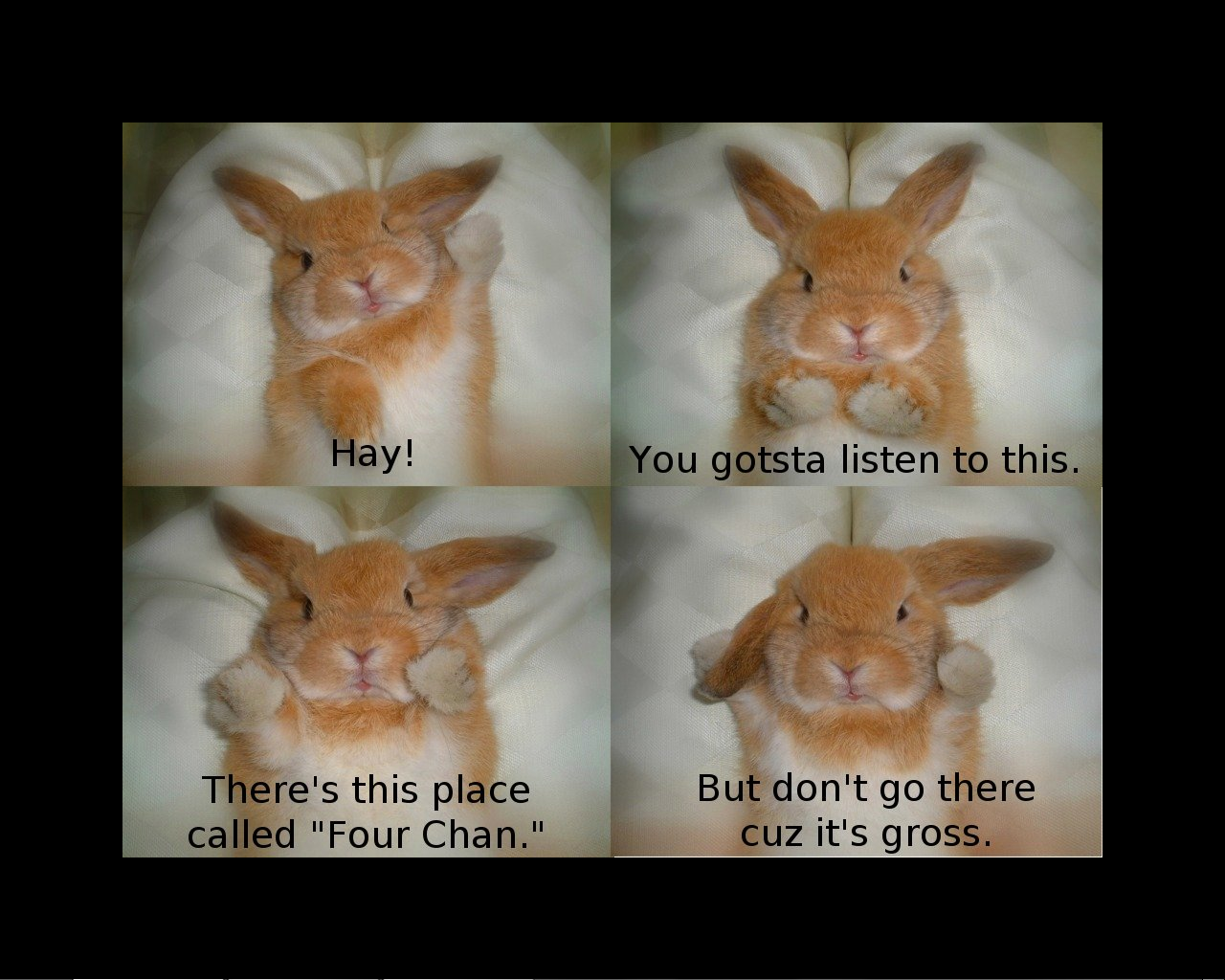 Rabbits 4chan warning