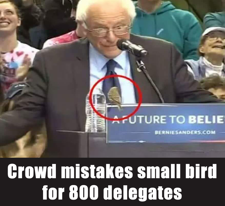 Sanders bird