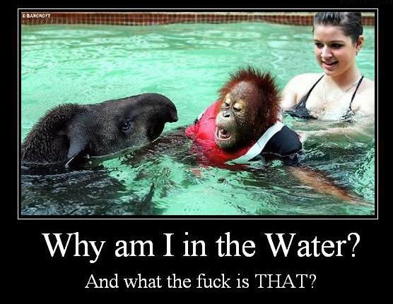Why am I in the water?