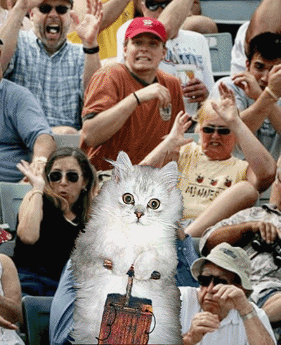Bomb Cat