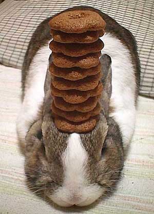 Bun bunny