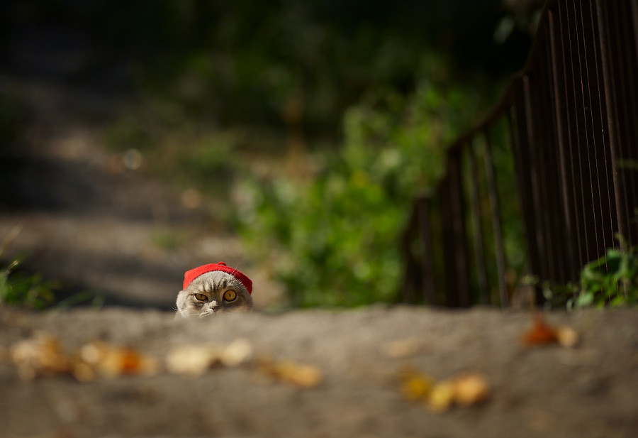 Cat stalk