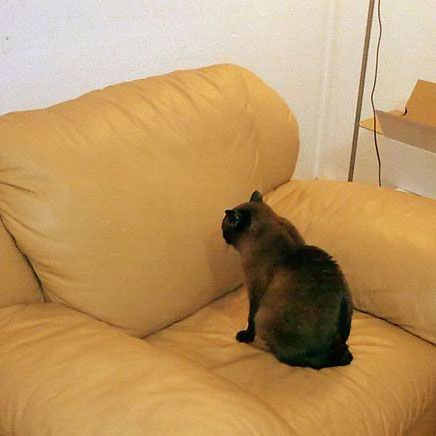 Cat Stare