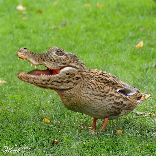 Croco Duck