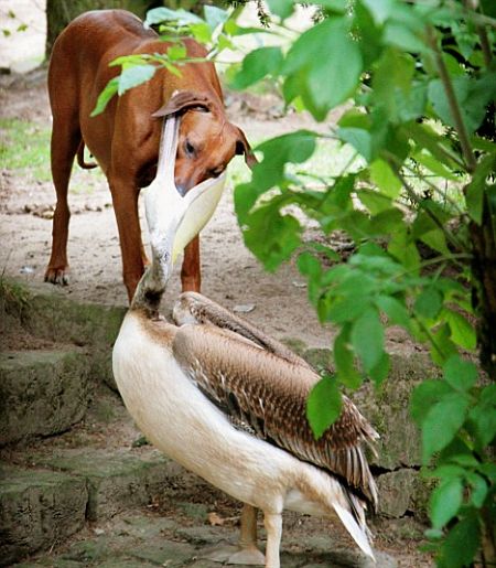 Dog and Pelican