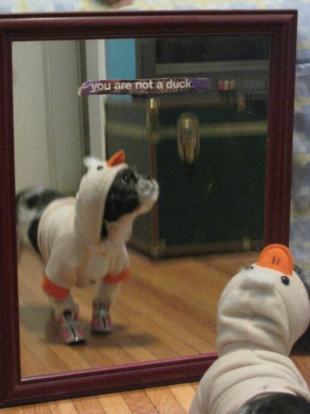 You are not a duck