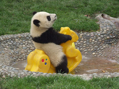 Happy Panda