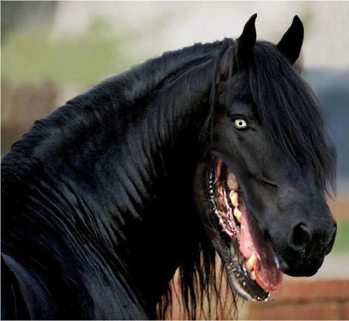 Horse with dog mouth 1