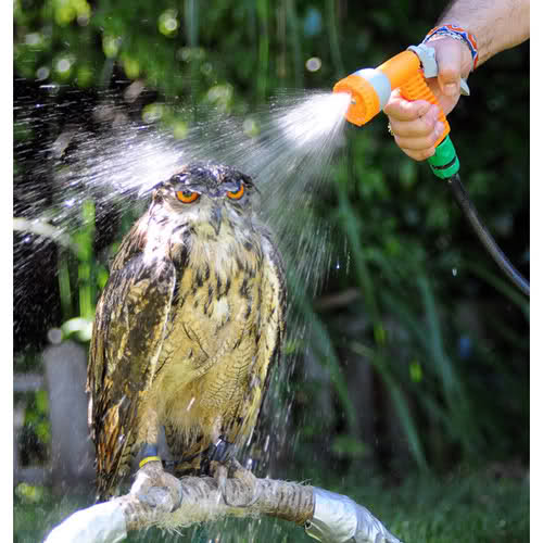 Hose Owl