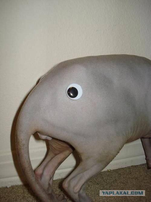 New species