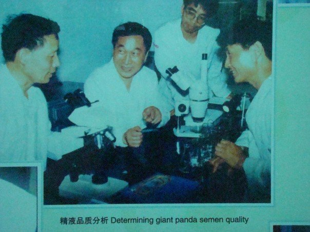 Panda quality