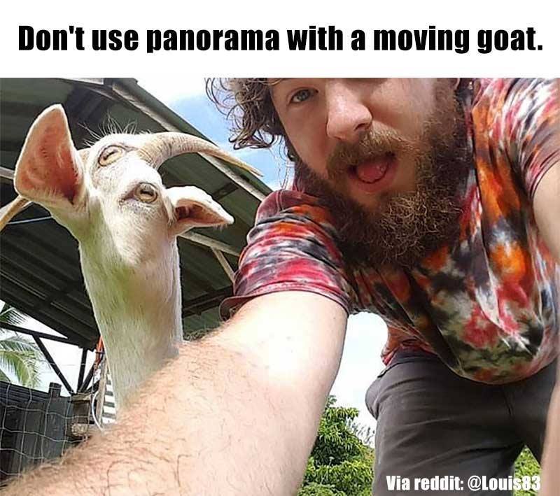 Panorama goat
