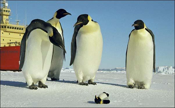 Penguins