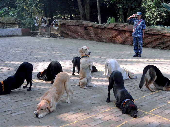 Salute dogs