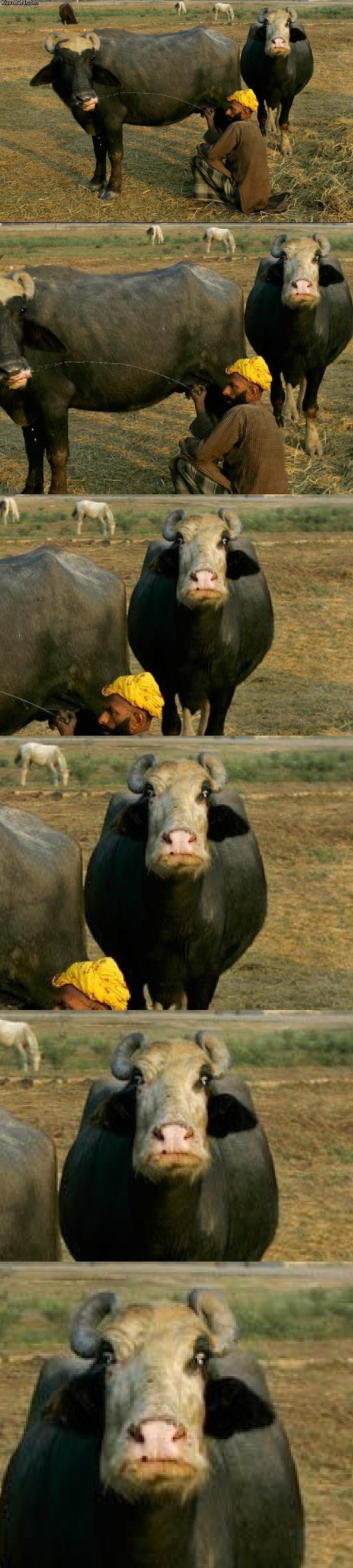 Scary cow